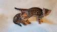 Bengal kittens ready now.