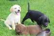 Labrador Puppies for adoption