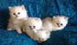 Persian kittens available now.