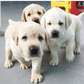 Labrador puppies for free