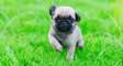 Cute pug puppies available for sale