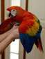 Scarlet,Blue and Gry & Green wing Macaw parrots