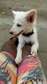 Puppy on sale