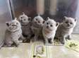 British shorthair kittens ready now