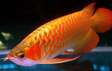 Golden back Arowana fish for sale