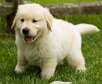 Perfect Golden Retriever Puppies For Sale