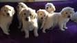 Golden Retriever puppies for adoption.