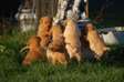 little Labrador puppies for adoption