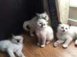 Ragdoll kittens available now.