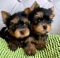 Male and female purebred Yorkies ready now