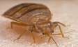 CHEAP Bed Bug Fumigation in Nyayo Highrise,Otiende,South C