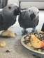 African Grey parrots for adoption