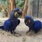 Hyacinth macaw parrots available now