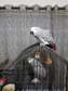 Bonded pair of African Grey parrots available now