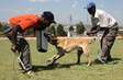 Pet training classes - We love training dogs