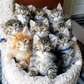 Affectionate Maine Coon kittens available now