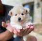 Priceless white Pomeranian puppy