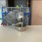 Adorable American grey parrots for sale