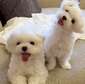 Lovely Maltese puppy now available