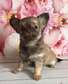 Well trained baby Chihuahua for adoption