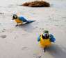 adorable and talking blue and gold macaw parrots