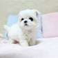 Maltese  puppies available