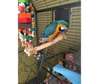 Blue and Gold Macaw Plus Cage and Stand for Sale