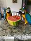 Blue and Gold Macaw parrots ready to go