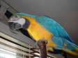 Outstanding Fabulous Blue and Gold macaw parrots