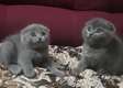 Blue Scottish Fold kittens for sale