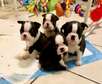 Boston Terrier puppies for sale!