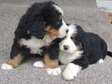Bernese Mountain Dog puppies available now