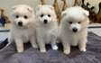 Samoyed puppies for adoption.