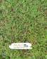 TifSport Bermudagrass / South African Golf greens grass