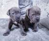 Cane Corso puppies for sale.