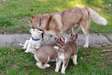 Very playful and friendly Siberian Huskies ready.