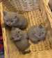 British Shorthair kittens ready now.