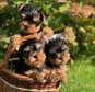Yorkshire terrier puppies available now