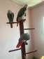 3 African Grey parrots for sale