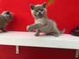 Last British Shorthair Kittens Available GCCF Registered