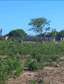 3rd Row Beach Plots at Bofa kilifi