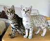 Home raised Bengal kittens for sale