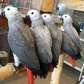 African Grey parrots available now.