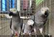 Lovely African grey parrots for rehoming