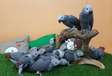 Gray parrot chicks and eggs for sale