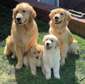 Male and female Golden Retriever puppies available now.