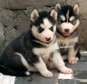 Siberian Husky puppies Available