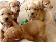 Purebred Labrador puppies available and ready to go.