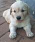 Purebreed Golden Retriever puppies for sale