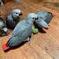 African Grey parrots ready now